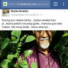 Kucing betina yang tidak mau kawin akan terlihat ketakutan sementara atau bahkan berlangsung dalam waktu yang lumayan lama yang terjadi karena baru bertemu dengan kucing lain. Akar Tulen Kering Basah Pokok Galak Kucing Everything Else Others On Carousell
