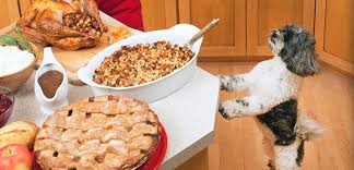 Pet video's engage many pets while we cook up a storm in the kitchen. Pet Thanksgiving Dangers Rocky Gorge Animal Hospital