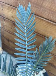 Image result for Encephalartos