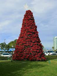 Grapevines are a versatile plant that can be used in so many different ways to decorate for christmas. Christmas Plants Wikipedia
