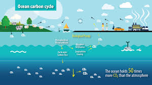 The Ocean Carbon Cycle Iaea