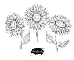 Download Sunflower Flower Vector Drawing Set Hand Drawn Illustration Isolated On White Background Stock Vecto Sunflower Drawing Flower Drawing Vector Drawing