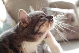 Ringworm is passed from animals to people through direct contact with an infected. Fleas Can Cause Pet Hair Loss Figo Pet Insurance