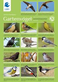 Die besten wildvogelfutter im vergleich. Poster Gartenvogel Vogel Bestimmungskarten Bucher Medien Lbv Naturshop Kaufen Sie Bei Den Experten