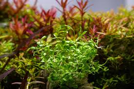 Image result for Glossostelma