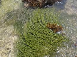 Image result for Syringodium isoetifolium