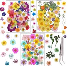 Maybe you would like to learn more about one of these? Buy Varwaneo 124 Pieces Real Dried Pressed Flowers For Resin Multiple Styles Pressed Flowers Kit For Scrapbooking Crafts Diy Nail Decoration Resin Molds Decoration Candle And Soap Making Decoration Online In Vietnam B098ss136v