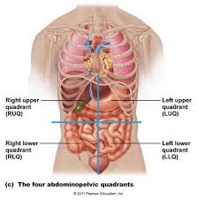 Systems of man body and organs. Anatomy Under Ribs Human Anatomy