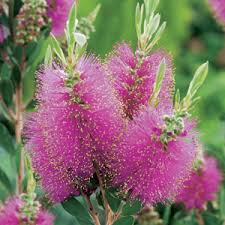 Image result for Callistemon