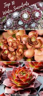 Check spelling or type a new query. 10 Best Winter Succulents The Succulent Eclectic