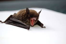 Scientists have found that bat pups imitate noises and babble like human infants. How To Get Rid Of Bats In The Home Synergy