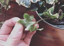 アイビー へデラ を水挿しで増やす 植物を育てるブログ Greens Works