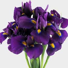 We did not find results for: Iris Purple Wholesale Blooms By The Box