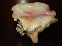 We did not find results for: Conch Shell Horn 3 Steps Instructables
