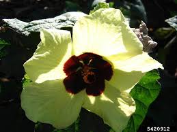 Image result for Hibiscus calyphyllus