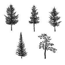 You can add more cones if you want a taller tree. 5 Pine Tree Silhouette Drawing Png Transparent Onlygfx Com