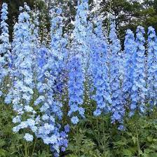Pin Van Afke Tolsma Op Tuinen Riddersporen Planten Victoriaanse Tuinen
