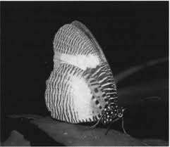 Image result for Deinbollia sp. A