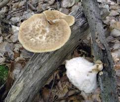 Image result for Polyporus pendulus