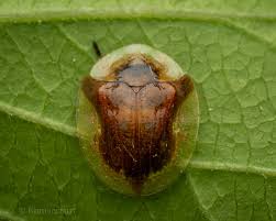 Image result for Blotiella natalensis