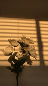 Aesthetic Light Brown Wallpapers Top Free Aesthetic Light Brown Backgrounds Wallpaperaccess