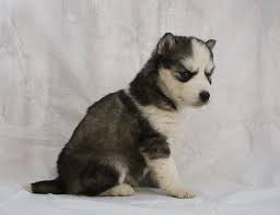 We did not find results for: Puppies For Sale Near Me Find Your Puppy Vip Puppies Siberian Husky Puppies Siberian Husky Siberian Husky Puppies For Sale