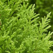 Image result for Cupressus macrocarpa