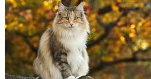 We'll start at the beginning by looking into the mythology. Norwegian Forest Cat Everything You Need To Know About The Breed