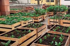 Cultivo Alternativo de Espinaca