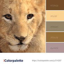 Color Palette Ideas From Wildlife Lion Whiskers Image Color Palette Wildlife Color