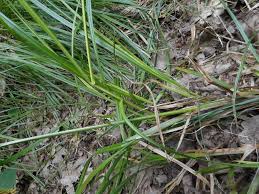 Image result for Carex echinochloe
