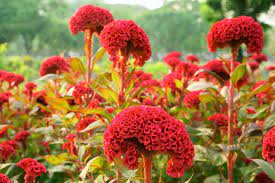How To Grow Crazy Colorful Celosia Flowers Gardener S Path