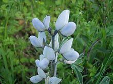 Keeping this in mind, we do the best shayari in hindi post for you here. Lupinus Wikipedia