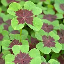 Image result for Oxalis tetraphylla