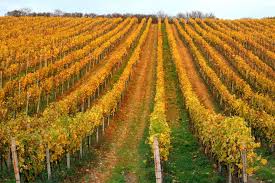 «#mikulov #vinice #víno #vinohrad #vinicevican #3obule #bobule #bobule3 #všudesamévino #vican…» Vinarstvi V Nasi Nabidce Winestore