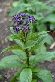 Hydrangea is naturally purple, but you can turn them blue by planting them in acidic soil. Heliotrope Marine Dark Blue Flowers Latin Name Heliotropium Arborescens Marine Stock Photo Picture And Royalty Free Image Image 102493950