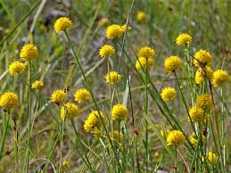 Image result for Polygala senensis