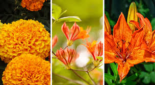 Cette plante au nom original offre des magnifiques grappes de fleurs au printemps. 10 Fleurs Orange Qui Apportent Du Pep S Au Jardin