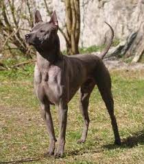 thai ridgeback dog thai ridgeback big dogs rare dogs
