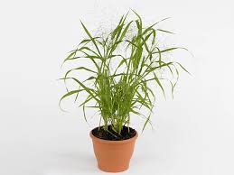 Image result for Panicum funaense