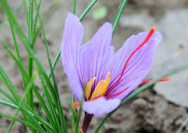 The Surprisingly Beautiful Origin Of Saffron Crocus Flower Saffron Crocus Blossom Flower