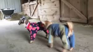 # home # university # banana # bananas in pajamas. Pajamas Ziege Goats In Pajamas Gif On Gifer By Malar
