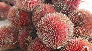 Nanang angien 25.761 views1 year ago. Keunikan Buah Langka Asal Kalimantan Mirip Durian Warna Merah Manis Berbuah 2 5 Tahun Sekali Tribun Pontianak