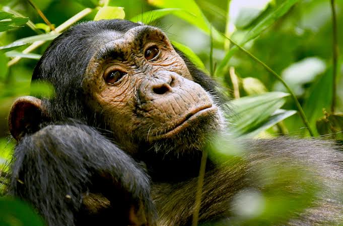 What animals can teach us about the challenges of being a teen | Science |  AAAS