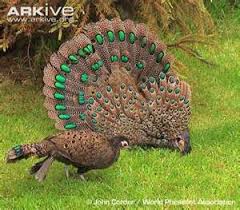Birds That Look Like Turkeys Malayan Peacocks They Look A Lot Like Turkeys Here Peacock Colorful Birds Beautiful Birds