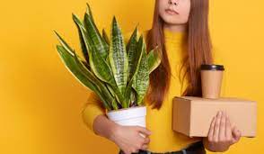 This plant has a musky, strong odor that snakes hate. The Truth About The Dangerous Snake Plant Trp