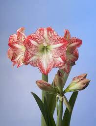 Pin On Hippeastrum Amaryllis