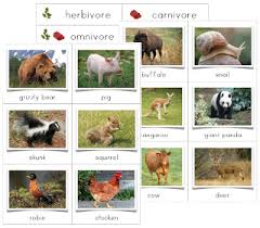 Herbivore Carnivore Omnivore Sorting Cards Herbivore And Carnivore Carnivores Herbivores Omnivores Sorting Cards