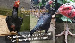 Pin Di Sabung Ayam
