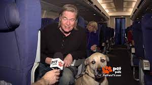 Shop.alwaysreview.com has been visited by 1m+ users in the past month Flying With Your Dog What You Need To Know Youtube